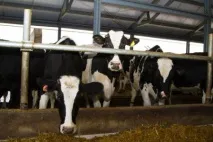 Чим заповнити нестачу протеїну в раціонах високопродуктивних корів нестачу