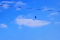 Чорний Принц» – міф чи реальність реальність