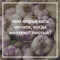 коли
