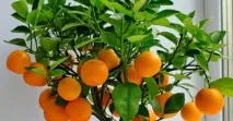 Цитрусові види та особливості вирощування - Сільгосппортал цитрусові