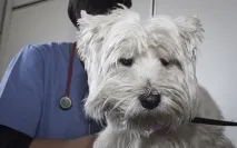 Чума (чумка) у собак може