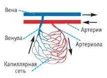 вени