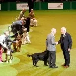 Crufts