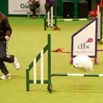 Crufts