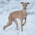 Декоративний собака () 8 букв - пошук слів по масці та визначенню, відповіді на сканворди собака