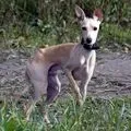 Декоративний собака () 8 букв - пошук слів по масці та визначенню, відповіді на сканворди букв
