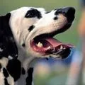 Декоративний собака () 8 букв - пошук слів по масці та визначенню, відповіді на сканворди собака