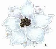 дельфініум