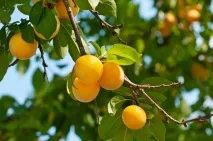 Дерево-фрукт алича аличі