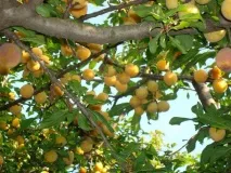 Дерево-фрукт алича дерево-фрукт