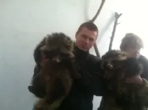 Дикі єнотовидні собаки забрели до мешканців Криму дикі