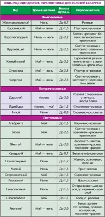 Його величність рододендрон рододендронів