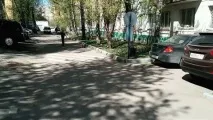 бульдог