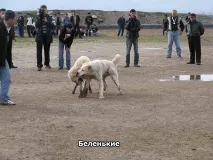 середньоазіатська