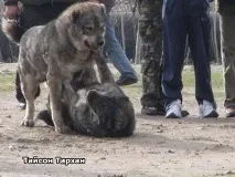 середньоазіатська