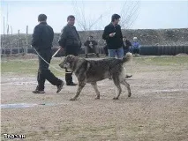 чемпіонату