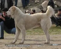 фінал