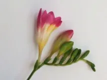 Фрезія гібридна - легка домашня та садова квітка гібридна