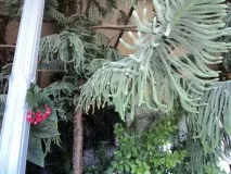 Фото Воронцовський палац у Криму де знаходиться адреса парк історія воронцовський
