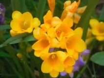 Фрезія гібридна - легка домашня та садова квітка легка