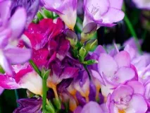 Фрезія гібридна - легка домашня та садова квітка фрезія