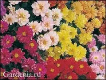 Жоржини з темним листям жоржини