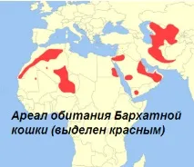Де мешкає оксамитова кішка Барханної