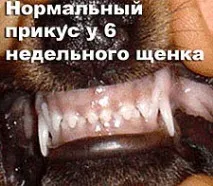 Гігієна та догляд за Чихуахуа, Нормальний прикус Чихуахуа, Подвійний ряд зубів Чихуахуа, Недокус у цуценя нормальний