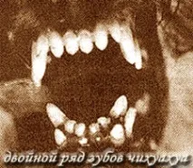 Гігієна та догляд за Чихуахуа, Нормальний прикус Чихуахуа, Подвійний ряд зубів Чихуахуа, Недокус у цуценя гігієна