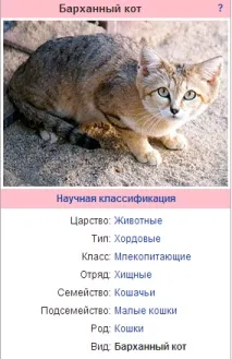 Де мешкає оксамитова кішка мешкає