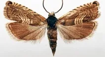 Грушева плодожерка (Laspeyresia pyrivora) - опис, методи боротьби, фото грушева