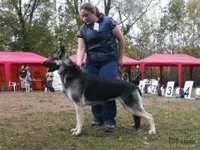 Ідеальний представник породи ВЕО породи
