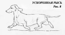 Ілюстрований стандарт Німецької вівчарки Огляд алюрів ілюстрований