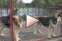 Ідеальний представник породи ВЕО ідеальний