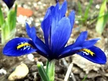 Іридодиктіум (карликовий ірис) опис видів - Енциклопедія квітів карликовий