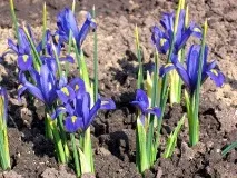 Іридодиктіум (карликовий ірис) опис видів - Енциклопедія квітів ірис