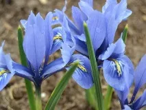 Іридодиктіум (карликовий ірис) опис видів - Енциклопедія квітів ірис