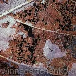 Використання скелетованого листя для створення картин листя