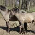 Дикі коні (50 фото) польський коник, степовий тарпан, тварина в природі, хека в степу коні
