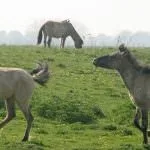 Дикі коні (50 фото) польський коник, степовий тарпан, тварина в природі, хека в степу степовий