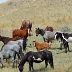 Дикі коні (50 фото) польський коник, степовий тарпан, тварина в природі, хека в степу степовий