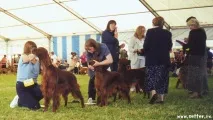 Dioskiry irish setters Було