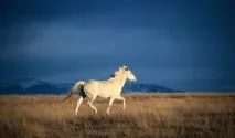 Дикі коні (50 фото) польський коник, степовий тарпан, тварина в природі, хека в степу коні