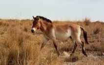Дикі коні (50 фото) польський коник, степовий тарпан, тварина в природі, хека в степу коні