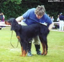 Dioskiry irish setters irish