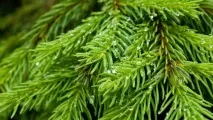 Які бувають ялиці, Рослини рослини