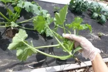 Кабачок чорний красень особливості сорту та правила вирощування кабачок