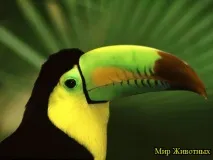 Як їдять птахи - Як п’ють птахи їдять