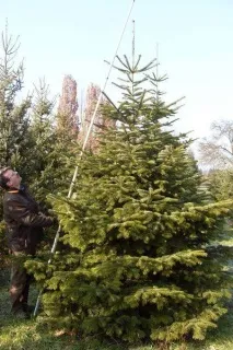 Які бувають ялиці, Рослини рослини
