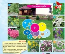 Які квіти саджати кубанцям на клумбах клумбах
